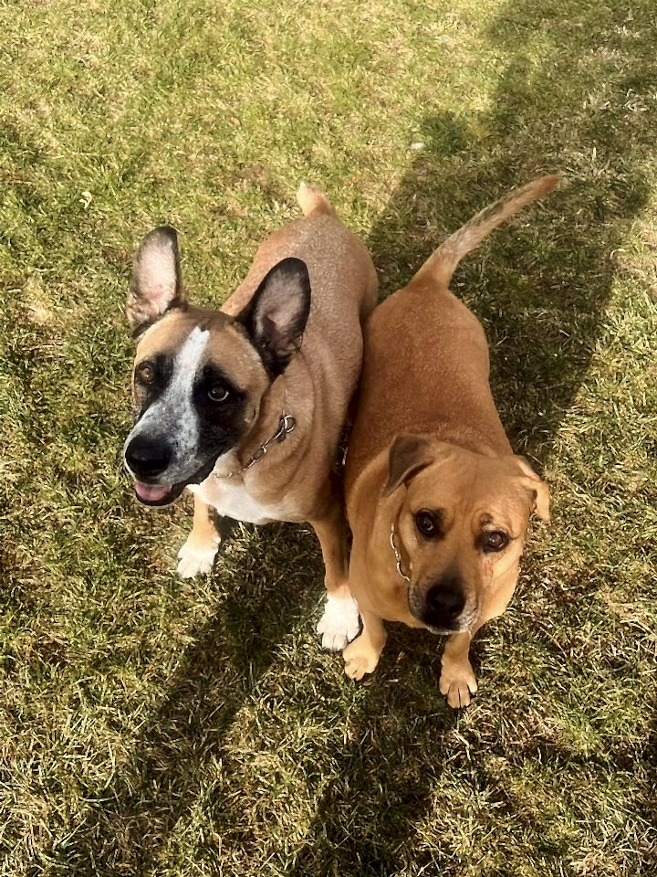 Instagram post from petvillas. This post is in position 8.