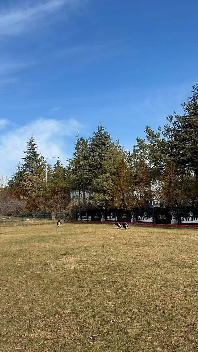 Instagram post from petvillas. This post is in position 3.