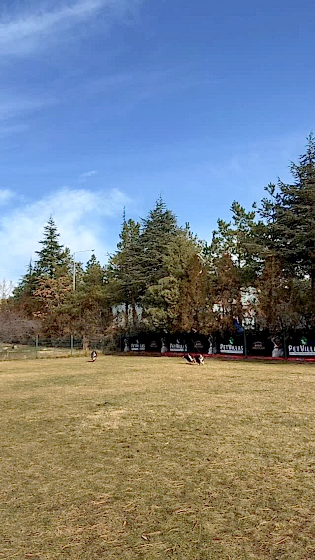 Instagram post from petvillas. This post is in position 4.