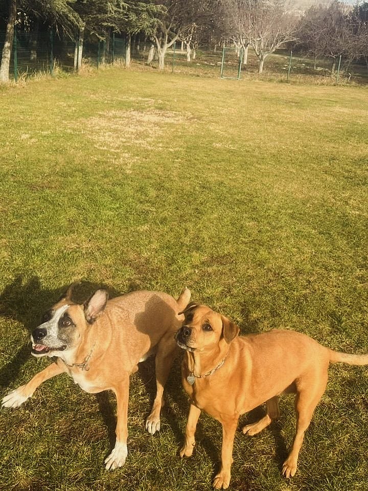 Instagram post from petvillas. This post is in position 3.