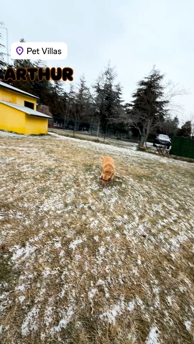 Instagram post from petvillas. This post is in position 1.