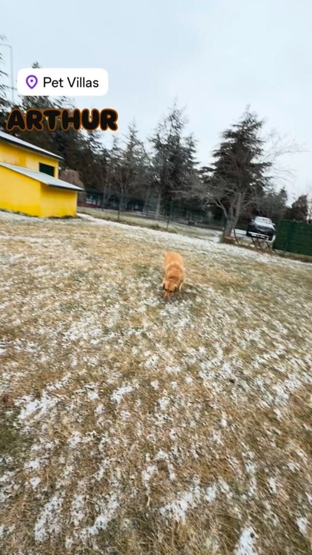 Instagram post from petvillas. This post is in position 2.