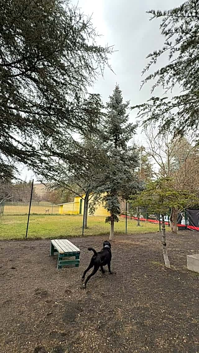 Instagram post from petvillas. This post is in position 2.