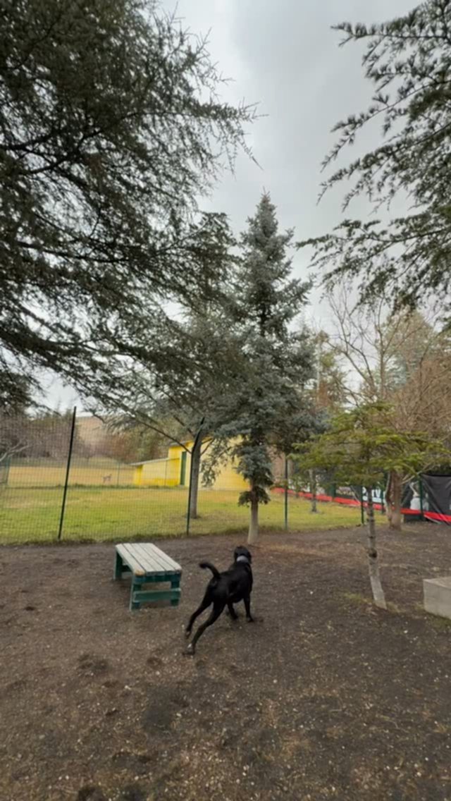 Instagram post from petvillas. This post is in position 3.