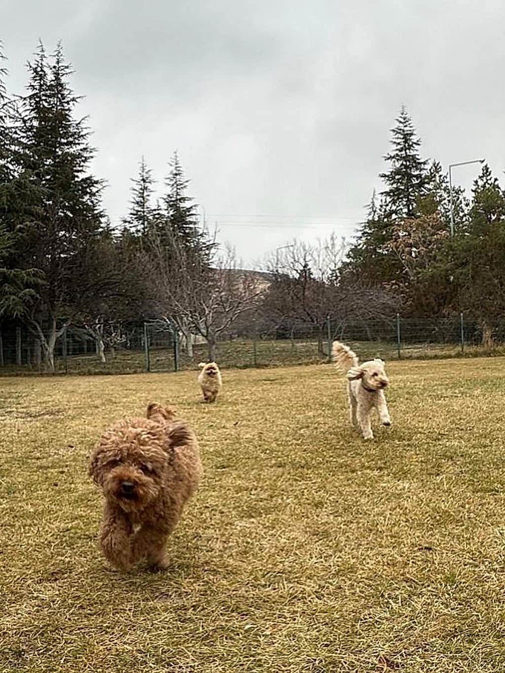 Instagram post from petvillas. This post is in position 0.