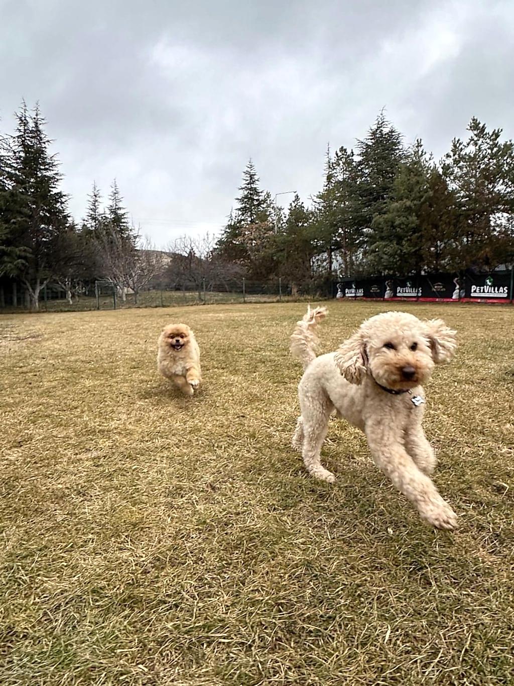 Instagram post from petvillas. This post is in position 3.