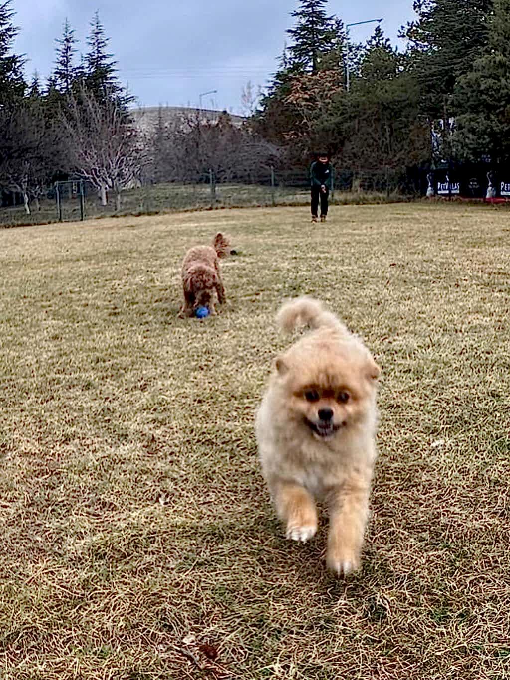 Instagram post from petvillas. This post is in position 7.