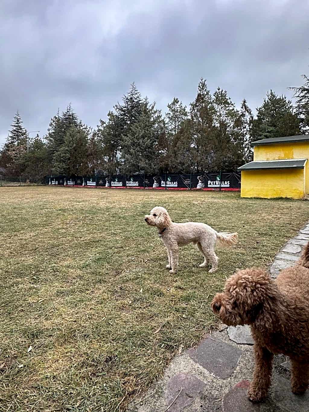 Instagram post from petvillas. This post is in position 5.