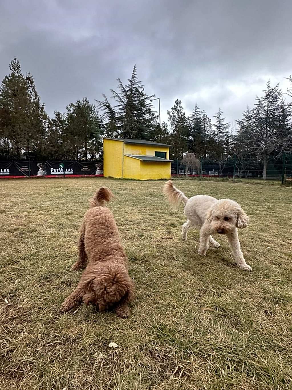 Instagram post from petvillas. This post is in position 2.