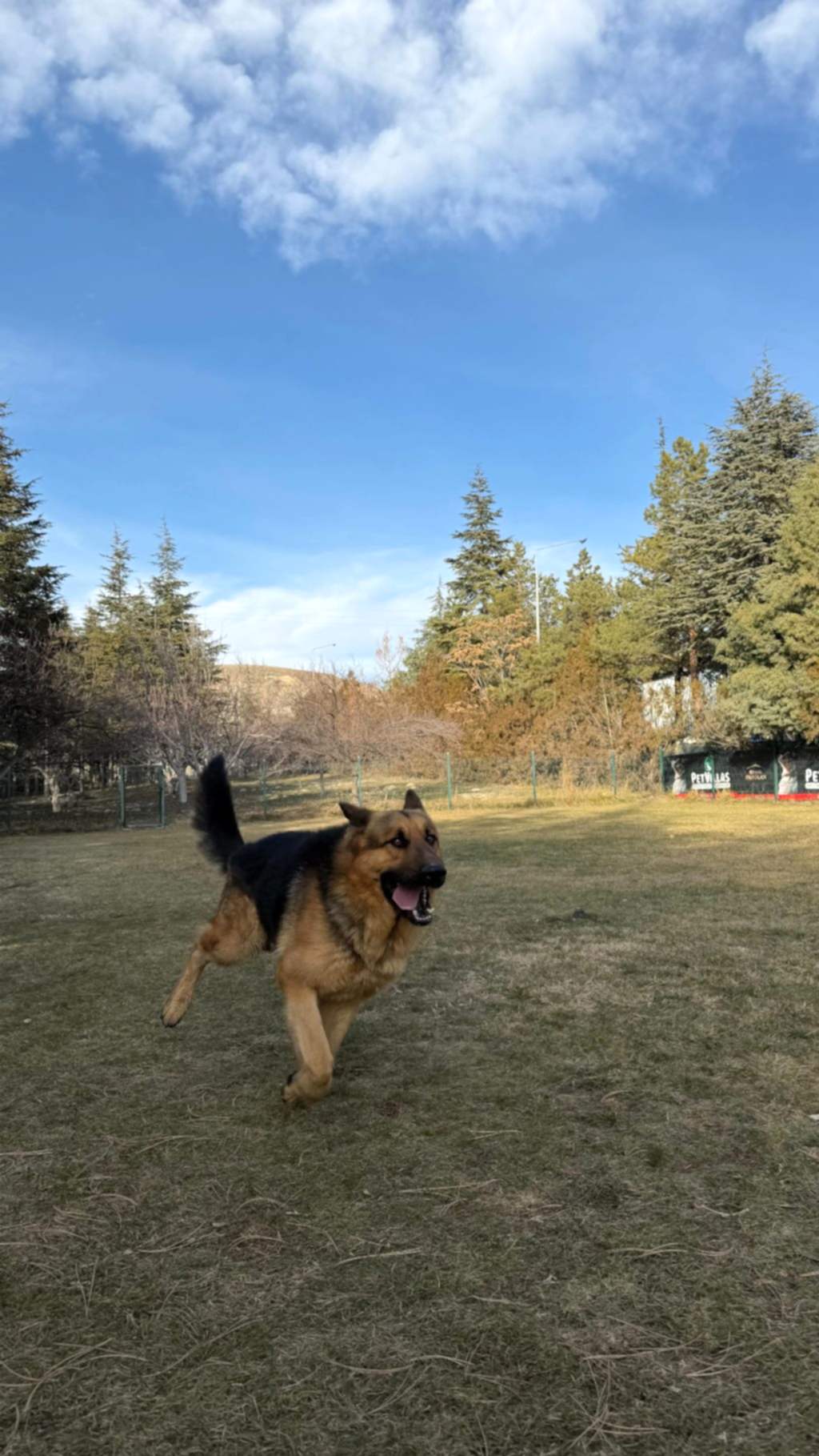 Instagram post from petvillas. This post is in position 4.