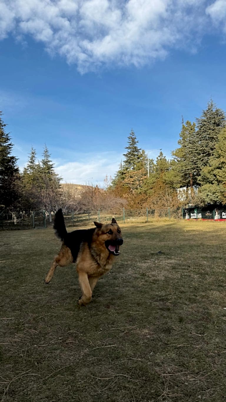 Instagram post from petvillas. This post is in position 5.