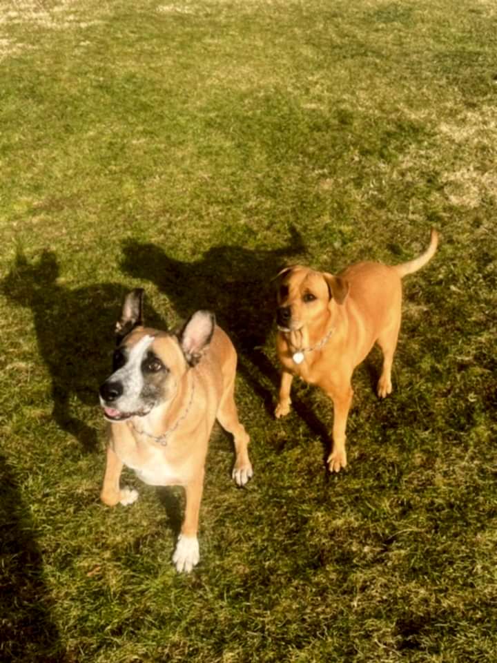 Instagram post from petvillas. This post is in position 1.