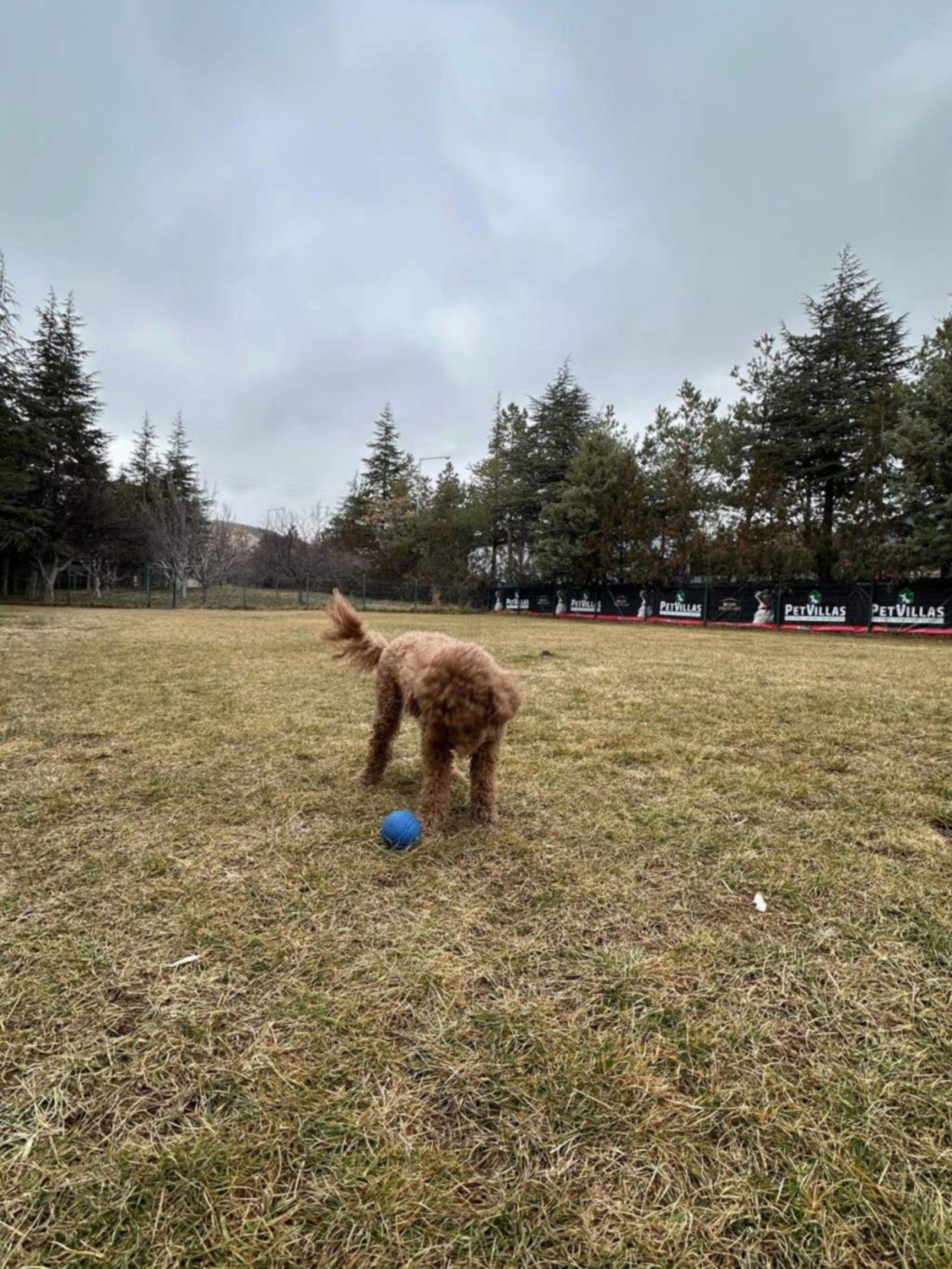 Instagram post from petvillas. This post is in position 4.