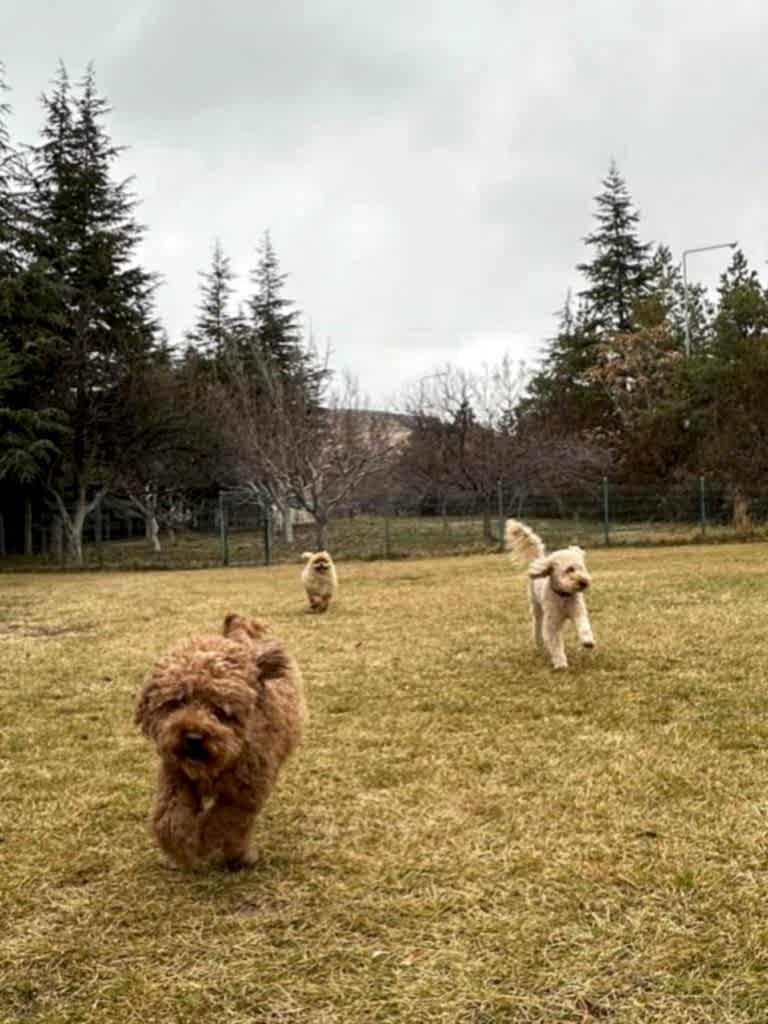 Instagram post from petvillas. This post is in position 1.