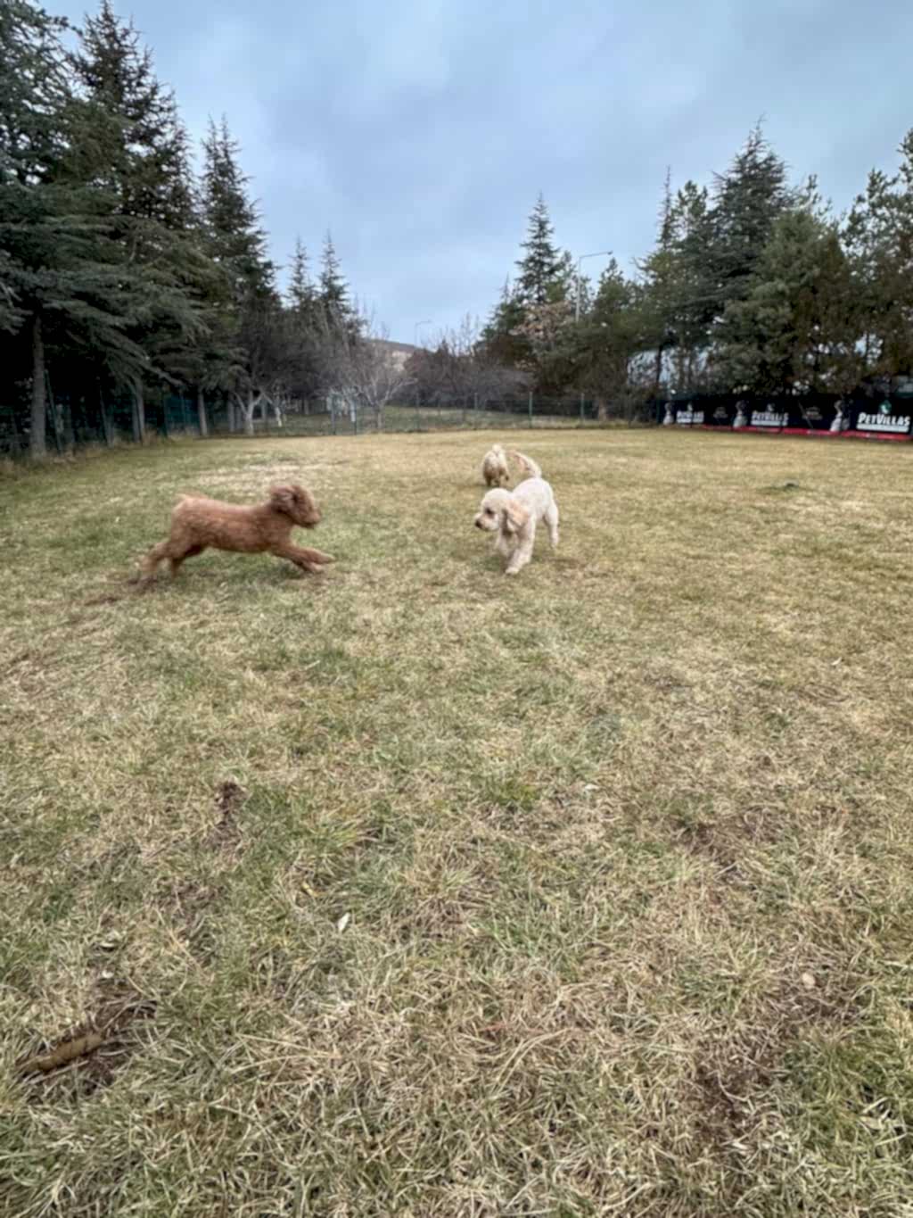 Instagram post from petvillas. This post is in position 10.