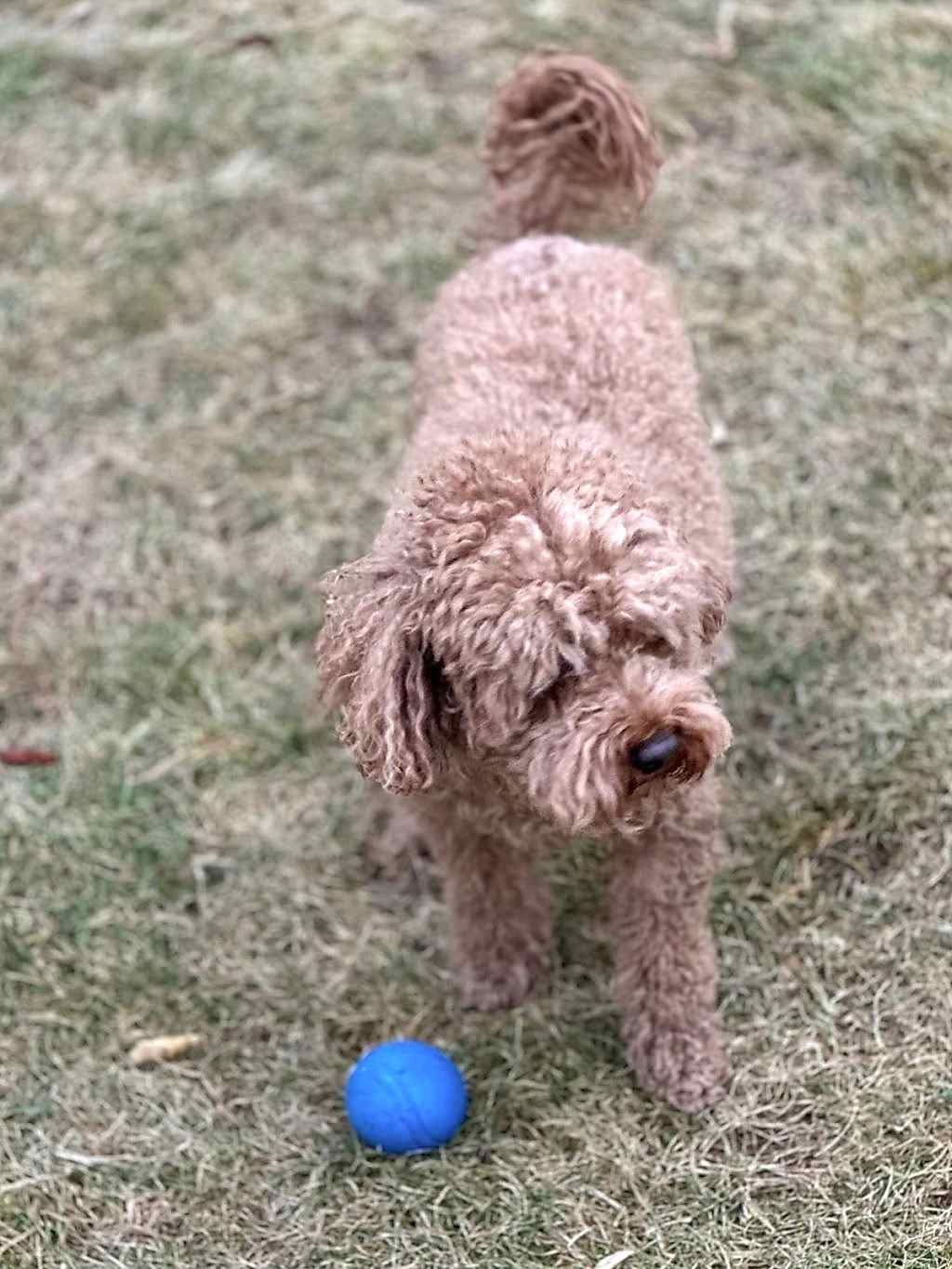 Instagram post from petvillas. This post is in position 6.