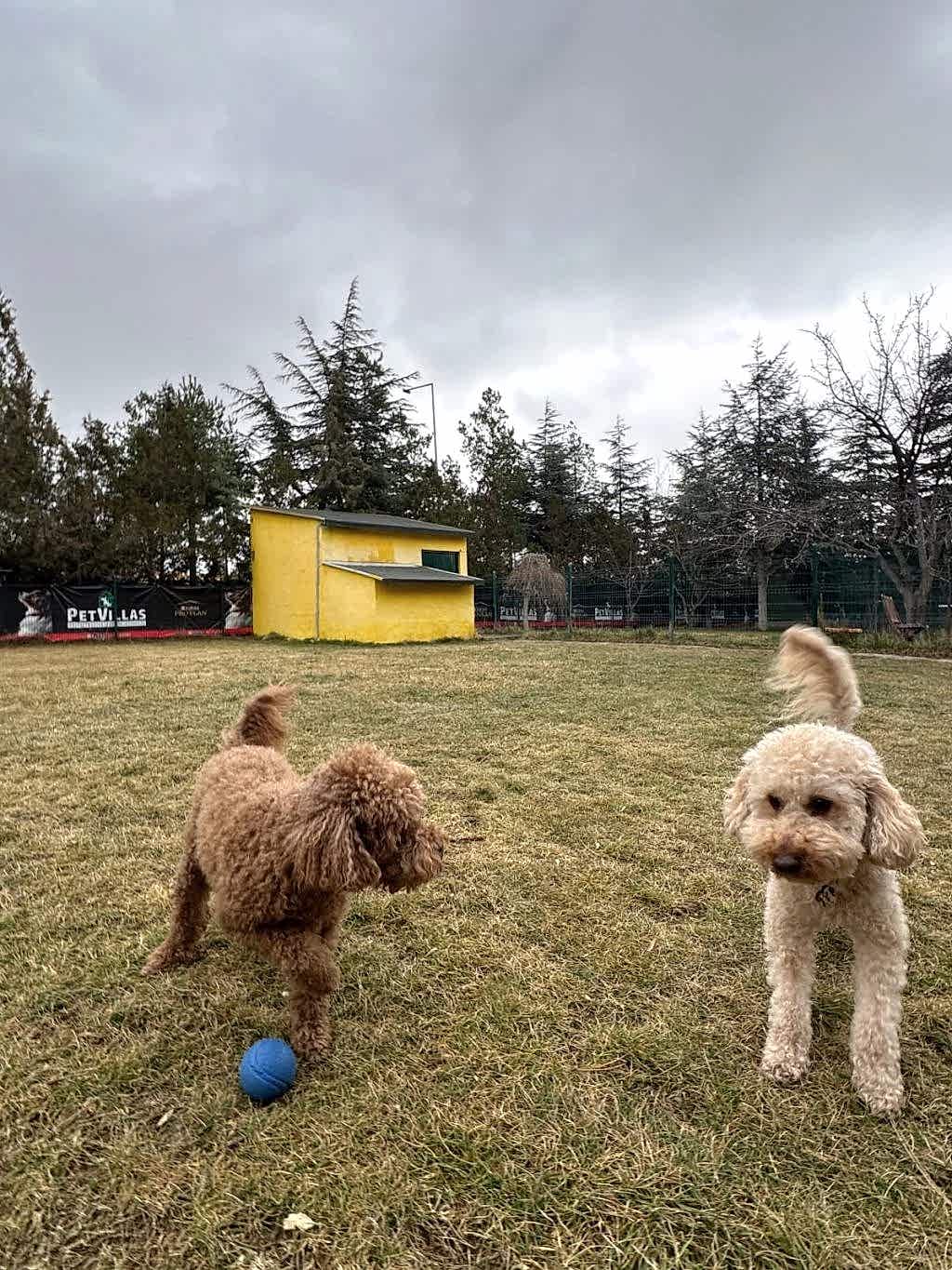 Instagram post from petvillas. This post is in position 1.