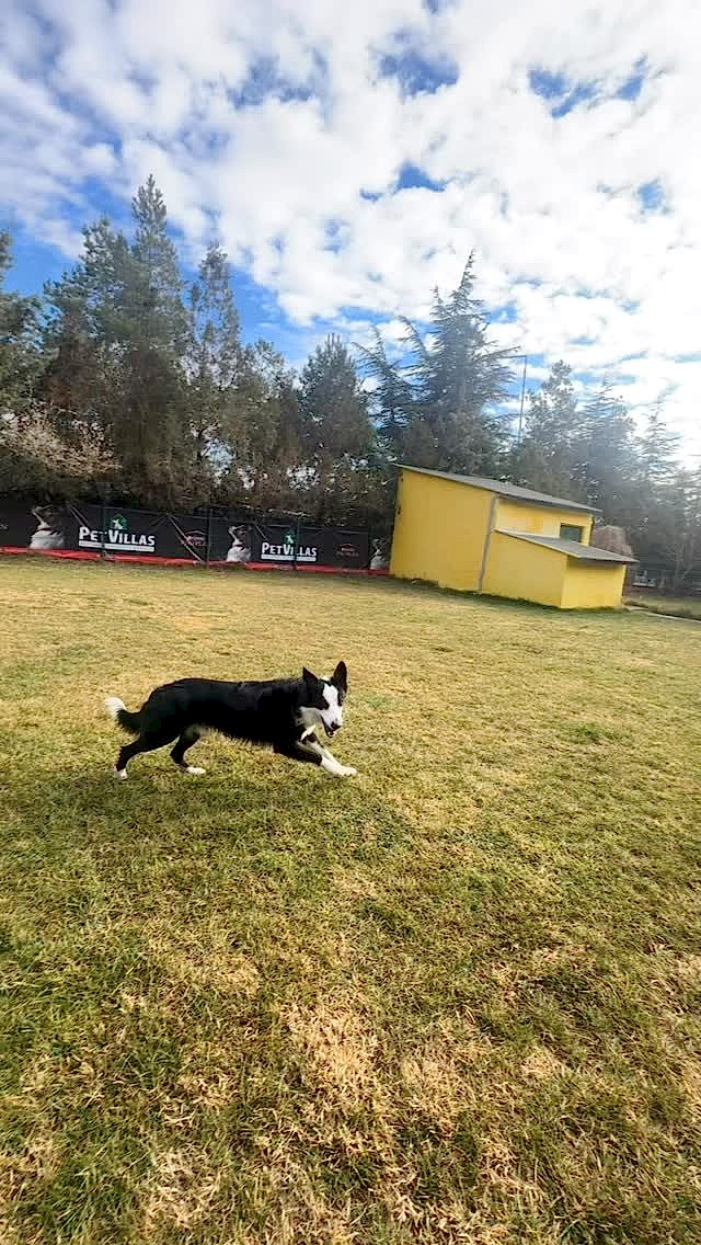 Instagram post from petvillas. This post is in position 8.