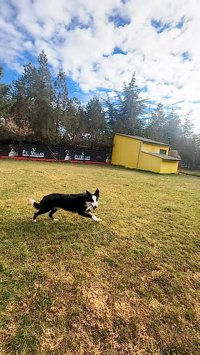 Instagram post from petvillas. This post is in position 9.