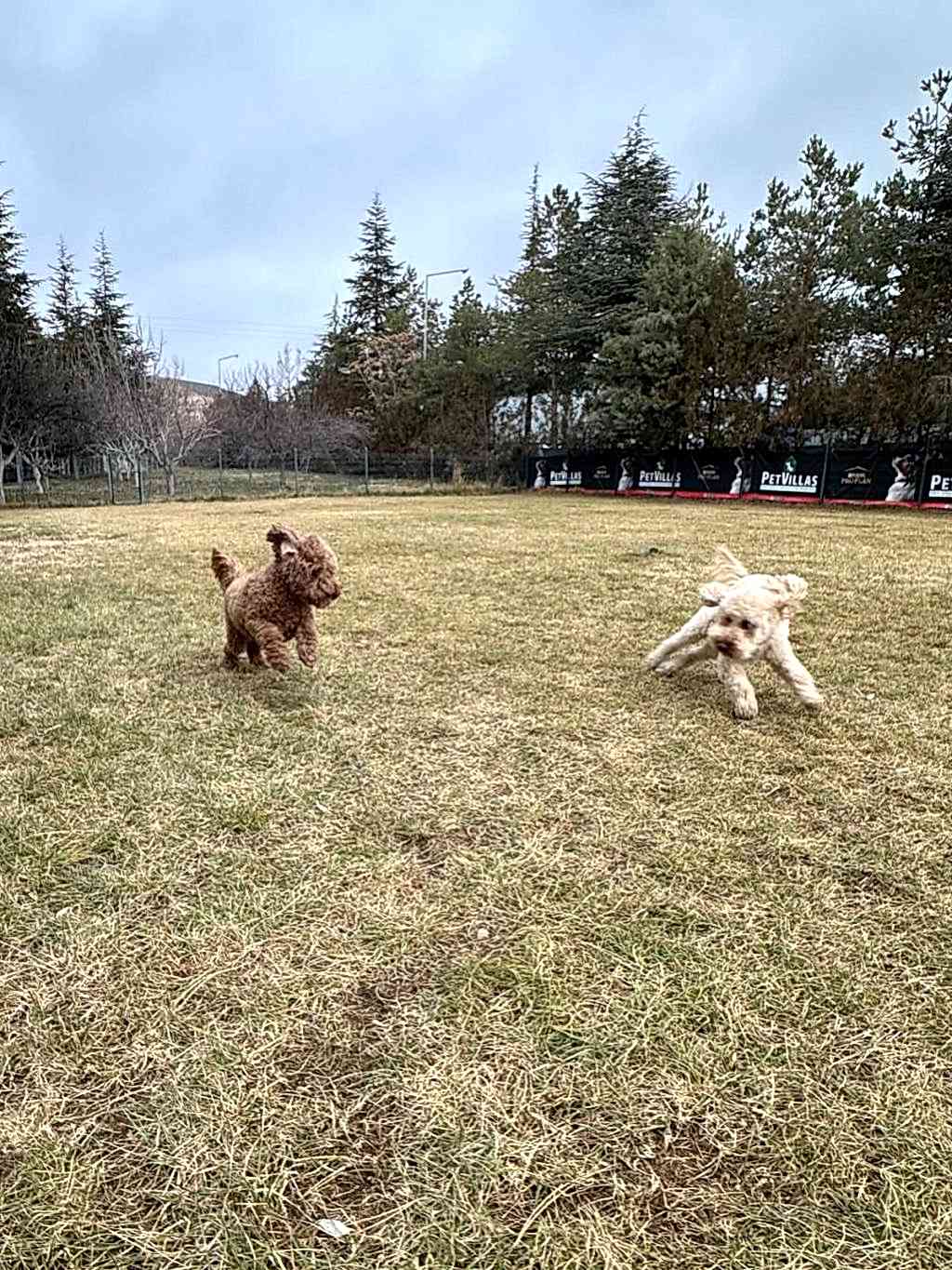 Instagram post from petvillas. This post is in position 9.