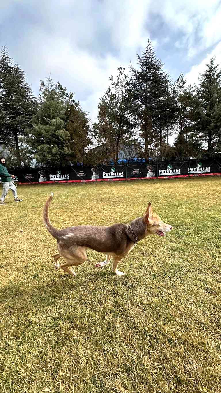 Instagram post from petvillas. This post is in position 7.